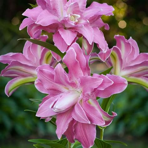 Lalia Roselily Lotus Elegance Kvety A Cibulky Láska K Záhrade