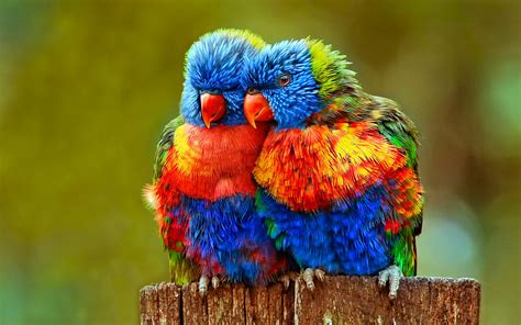 Animal Rainbow Lorikeet Lovebird Parrot Lorikeet Bird Animal Colorful