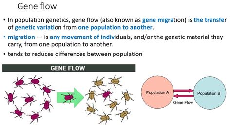 Gene Flow Diagram