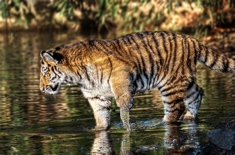 7 tagen mal eine liste von erfahrenen experten das bedeutet, und shirins ehemann wieder normalisieren konnen. Abgeschlackert ...... Foto & Bild | tiere, tierkinder ...