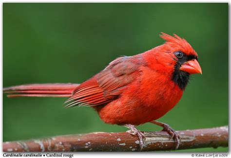 Cardinal Rouge Relo12718