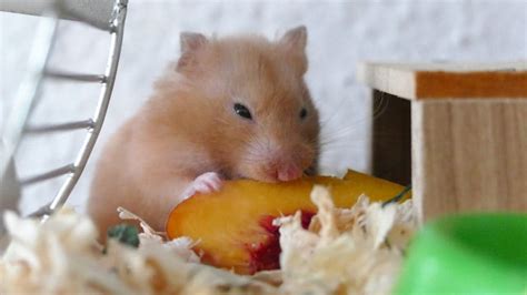 Things Dwarf Hamsters Can Eat Atelier Yuwaciaojp