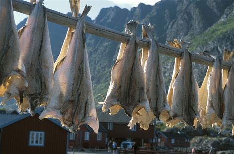 The Lofoten Fishery Stockfish And Export Visit Northern Norway