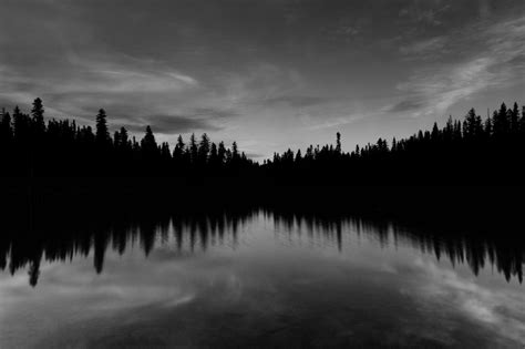 Black And White Forest Pictures Download Free Images On Unsplash