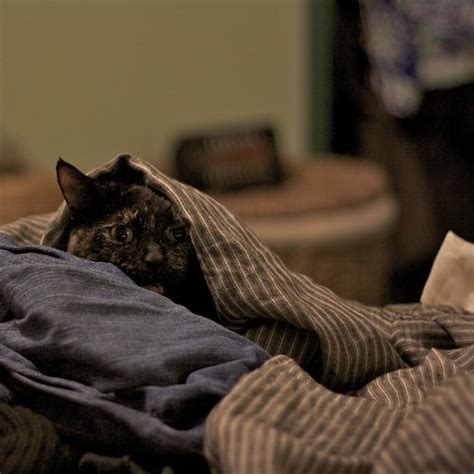 Stealth Cat Soapbeard Flickr