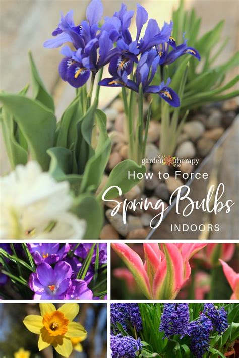 Forcing Bulbs Your Guide To Growing Bulbs Indoors Spring Bulbs