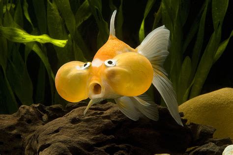 Bubble Eye Goldfish Photograph By Jean Michel Labat Fine Art America