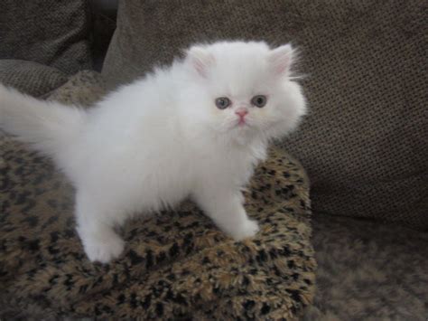 33 White Fluffy Persian Cat Png Cute Siberian Kittens