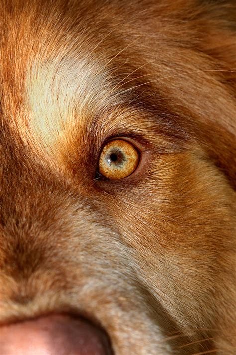 Mesmerizing Golden Eye Of Dog Photograph By Tracie Kaska