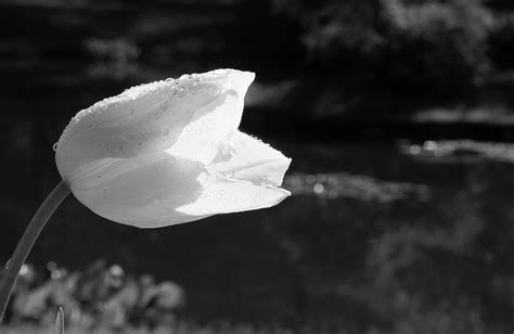 Tulip In Profile In Black And White Photograph By Allen Penton Pixels