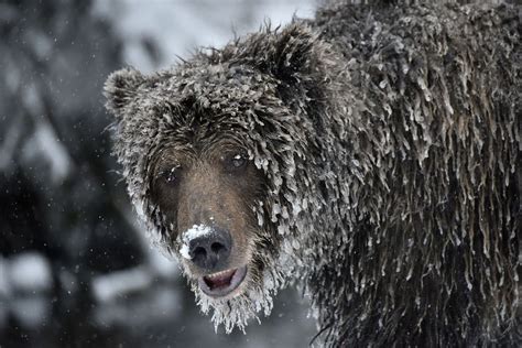 Ice Covered Grizzly Bear Pics