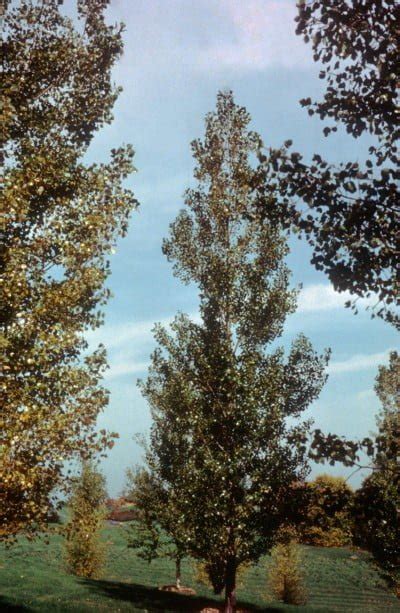 Siouxland Poplar Populus Deltoides ‘siouxland