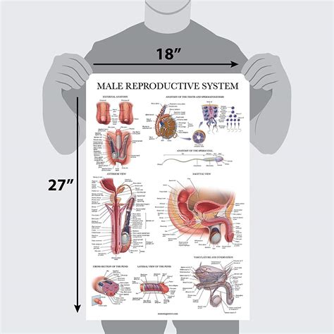 Anatomical Diagram Of Female Reproductive System Male Reproductive System Anatomy Posters