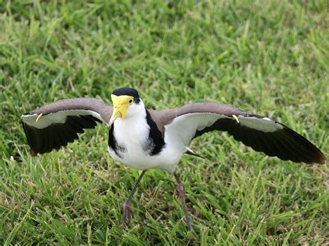 This Video Shows How Aggressive Swooping Magpies Can Be In Australia