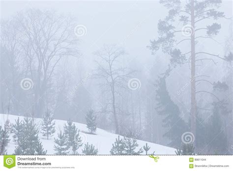 Beautiful Winter Landscape With Firs And Other Trees On A Snow C Stock