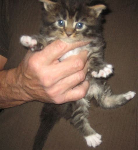 Maine coon in cats & kittens for rehoming in ontario. Oriental Shorthair Kitten & Maine Coon Cat Breeder in PA ...