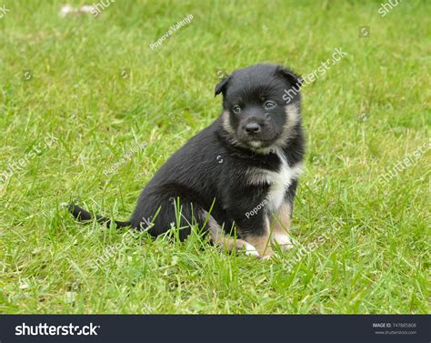 Lapland Reindeer Dog Reindeer Herder Lapinporokoira Stock Photo