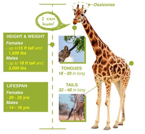 Giraffe Facts Save Giraffes Now The Science Of Living Large
