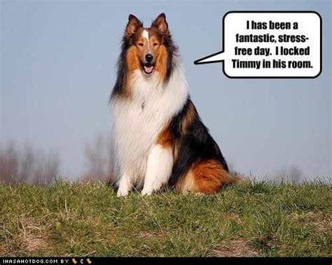 Top 3 Lassie Quotes And Sayings