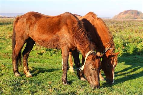 Premium Photo Two Brown Horses Graze In Summer