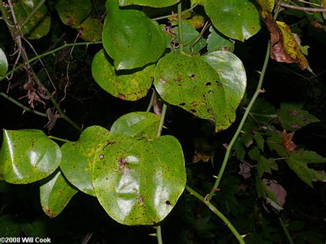 May 20, 2011 · greenbrier (smilax spp.) is a difficult vine to control in the landscape. Common Greenbrier, Roundleaf Greenbrier (Smilax rotundifolia)