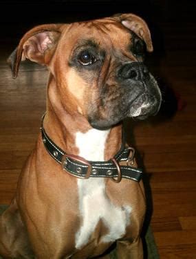 We are small breeder in central iowa dedicated to breeding top quality akc registered boxer puppies perfect for show or as a loving. AKC Registered Boxer Puppies ready the week of Christmas for Sale in Center Grove, Iowa ...