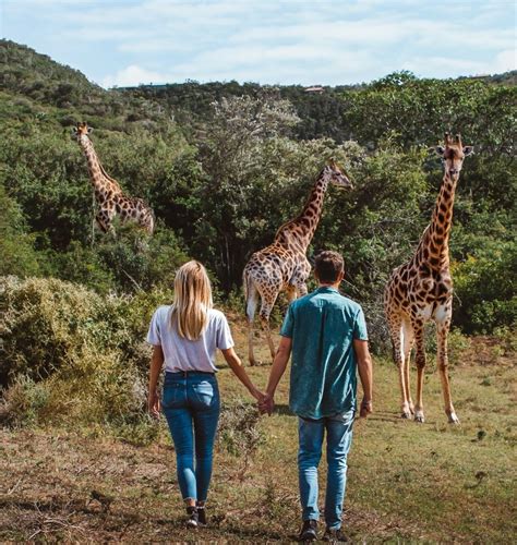 Do Giraffes Make Trees Talk To Each Other Kariega Reserve