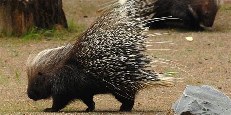 The Cape Porcupine Or South African Porcupine Hystrix