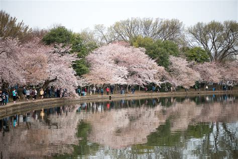 Dc Cherry Blossoms Reached Peak Bloom In 2017 On March 25