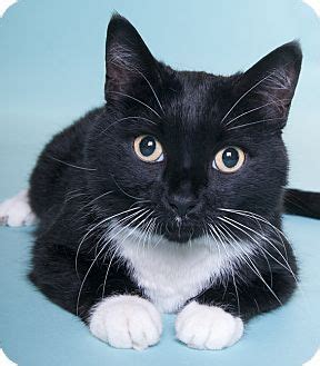 What you need to know. Chicago, IL - Domestic Shorthair. Meet CC, a cat for ...