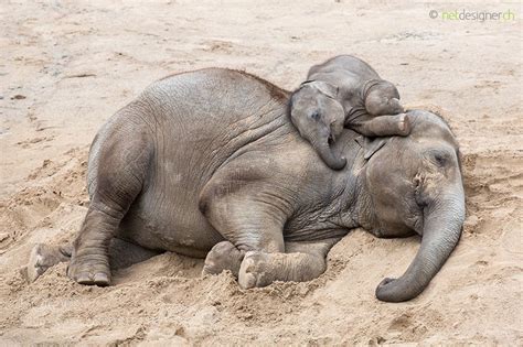 Sleeping Elephants Cute Baby Animals Animals Elephant Love