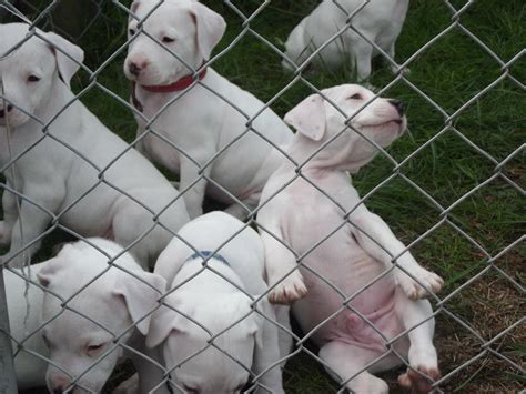 New puppies are a bundle of joy. Argentine Dogo Puppies For Sale | Springfield, IL #248690