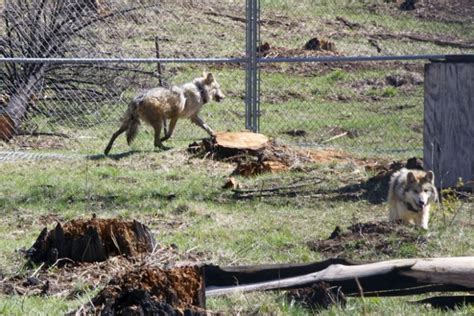 Mexican Gray Wolf Raised At Eureka Wolf Center Killed In New Mexico