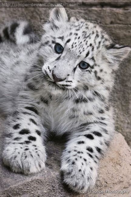 House Cat That Looks Like A Snow Leopard Nittobintang25