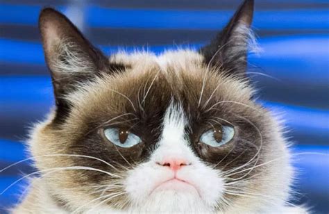 Internet Sensation Grumpy Cat Has Passed Away Aged 7 Iradio
