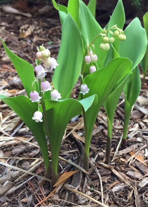 Pink Lily Of The Valley Convallaria Majalis Rosea In The Lilies Of