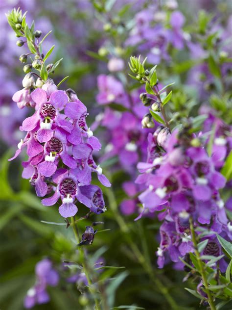 Angelônia Angelonia Angustifolia Blog Das Flores