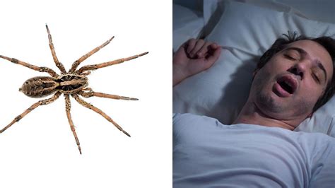 The Sickening Truth About Eating Spiders In Your Sleep Indy100 Indy100