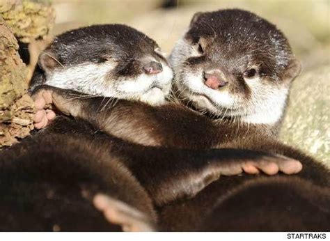 The Cutest Otters Ever Animal Hugs Otters Cute Otters Hugging