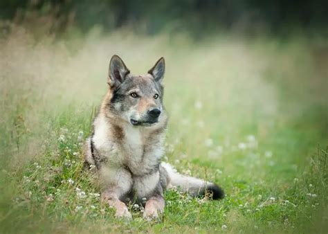 Are German Shepherds Considered Wolf Hybrids