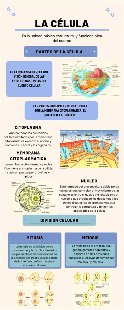 Infografia Sobre Las Generalidades De La Célula La CÉlula DivisiÓn