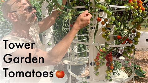 How To Grow Tomatoes On A Tower Garden Youtube