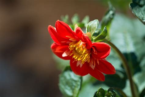 Free Photo Blossom Bloom Flower Orange Free Image On Pixabay