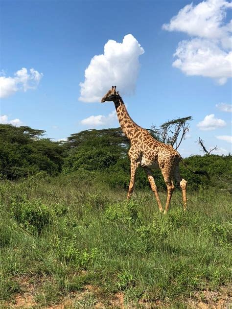 A Giraffe Is Walking Through The Grass In Front Of Some Trees And Clouds