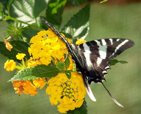 Butterfly On Yellow Flowers Free Stock Photo Public Domain Pictures