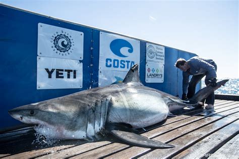 White Shark ‘hotspot Confirmed Off Nova Scotia — A Breakthrough For