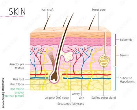 Human Anatomy Skin And Hair Diagram Integumentary System Stock Vector