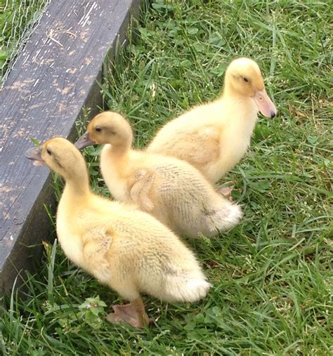 Adorable Welsh Harlequin Ducklings