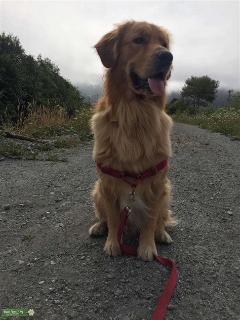 Stud Dog Beautiful Golden Retriever Male Looking For