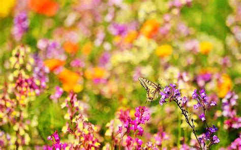 Beautiful Butterflies And Flowers Wallpapers 56 Images
